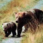 Grizzly Bears